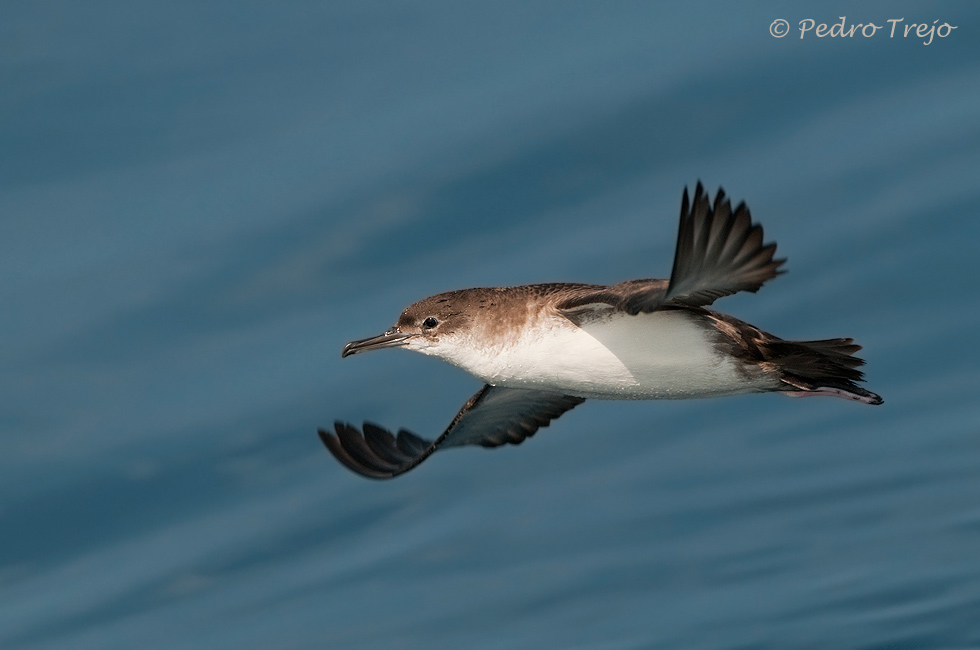 Pardela mediterrámea (Puffinus yelkouan)